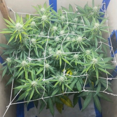 1302 A.C.A.B growlog timeline photo