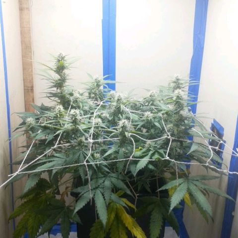 1302 A.C.A.B growlog timeline photo