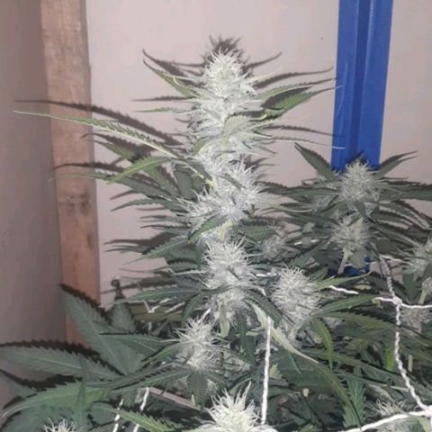 1302 A.C.A.B growlog timeline photo