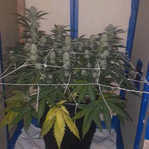 1302 A.C.A.B growlog timeline photo