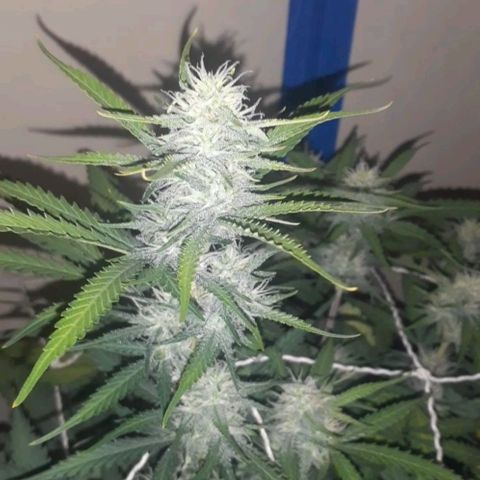 1302 A.C.A.B growlog timeline photo