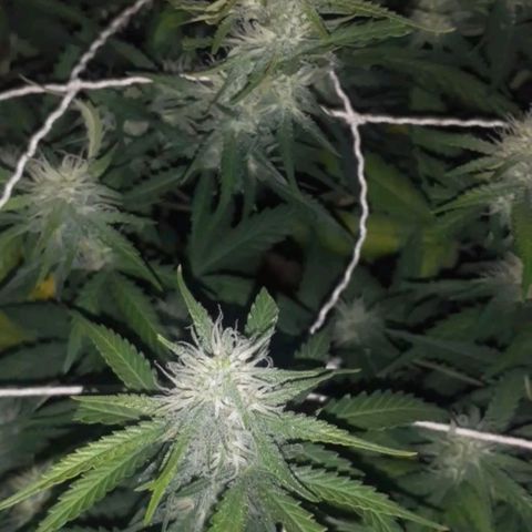 1302 A.C.A.B growlog timeline photo