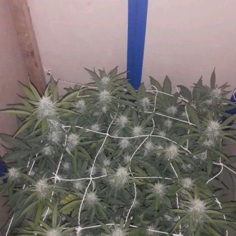 1302 A.C.A.B growlog timeline photo