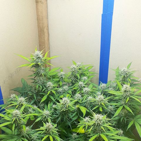 1302 A.C.A.B growlog timeline photo
