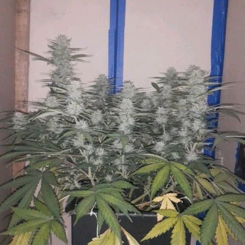 1302 A.C.A.B growlog timeline photo