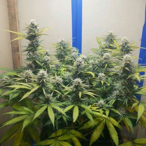 1302 A.C.A.B growlog timeline photo