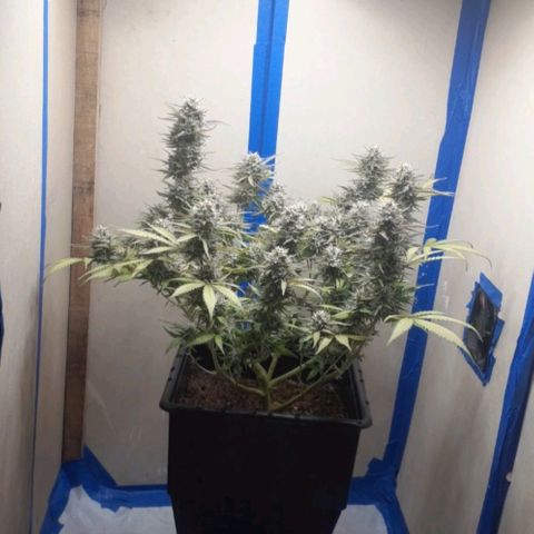 1302 A.C.A.B growlog timeline photo