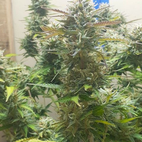 1302 A.C.A.B growlog timeline photo