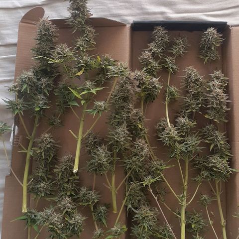 1302 A.C.A.B growlog photo: Final de cultivo