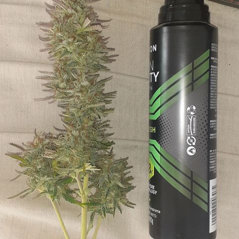1302 A.C.A.B growlog photo: Final de cultivo