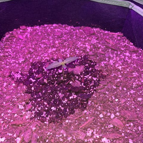 White widow growlog photo: 2nd leaves got a little bigger