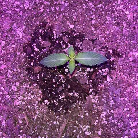 White widow growlog photo: It got 4 more leaves 🍁 🥰
