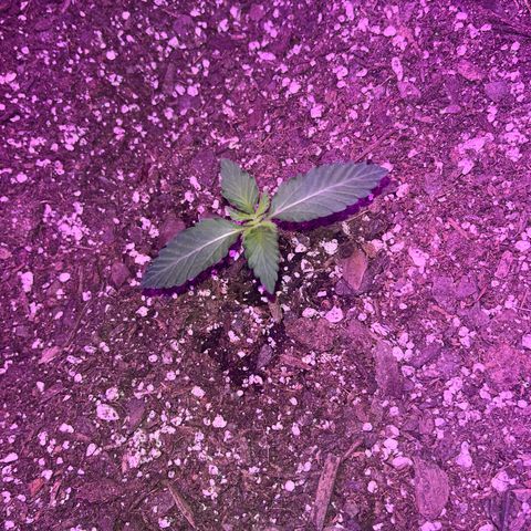 White widow growlog photo: A little bigger
