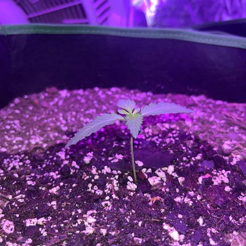 White widow growlog photo: Watered 💦