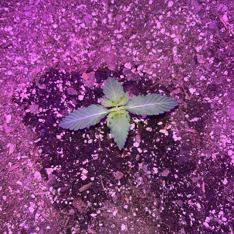 White widow growlog photo: 3rd set of leaves coming in