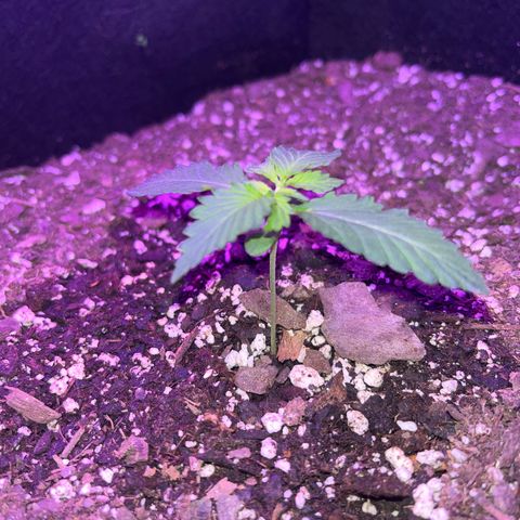 White widow growlog timeline photo
