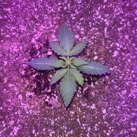 White widow growlog photo: 4th set of leaves in 

