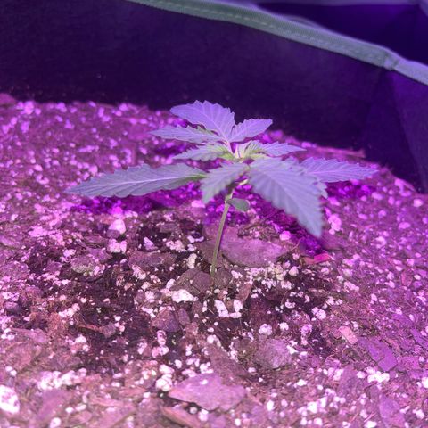 White widow growlog photo: 4th set of leaves in 
