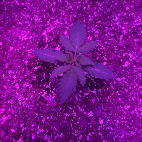 White widow growlog timeline photo