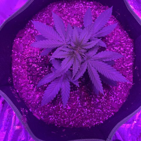 White widow growlog photo: Got huge