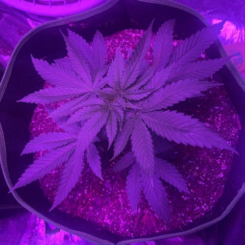 White widow growlog photo: 🥵🥵