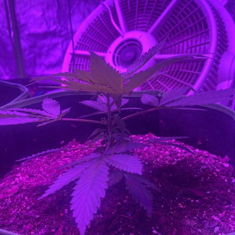 White widow growlog timeline photo