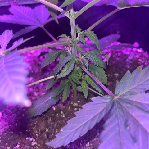 White widow growlog timeline photo