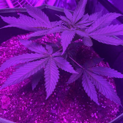 White widow growlog timeline photo
