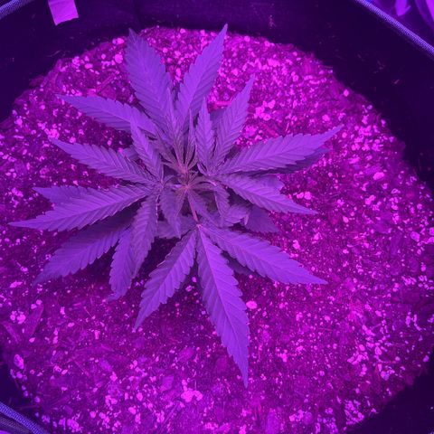 White widow growlog timeline photo