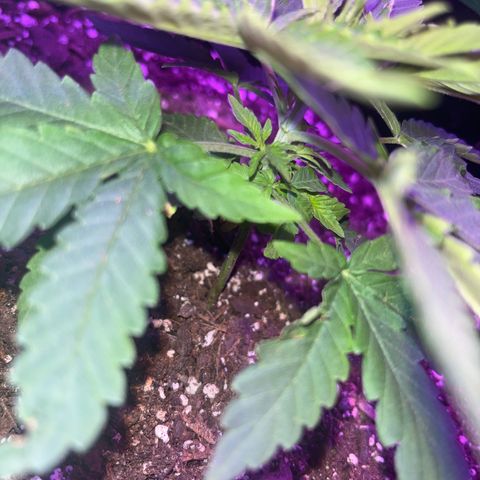 White widow growlog timeline photo