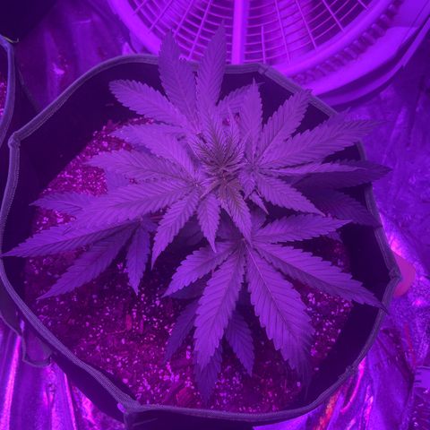 White widow growlog timeline photo