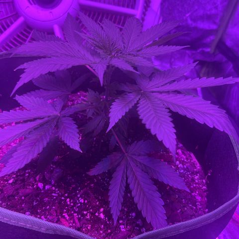 White widow growlog timeline photo