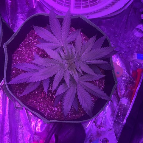 White widow growlog timeline photo