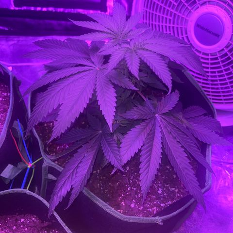 White widow growlog photo: Just got topped 😍🥰