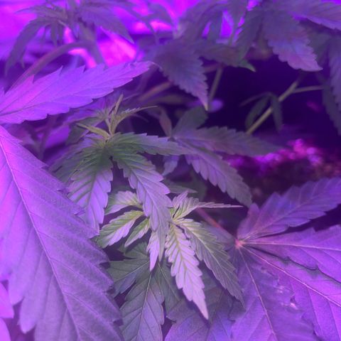 White widow growlog photo: Just got topped 😍🥰