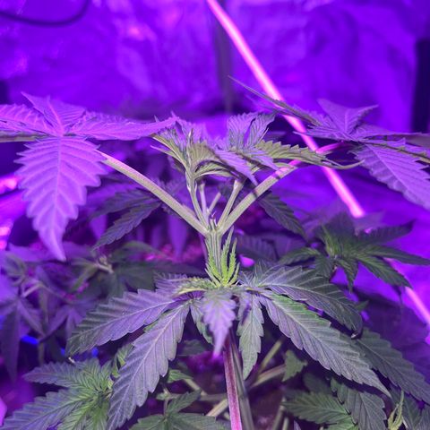 White widow growlog photo: Topped perfectly 
