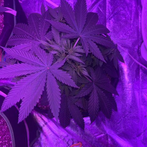 White widow growlog timeline photo