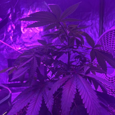 White widow growlog timeline photo