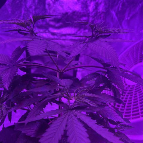 White widow growlog timeline photo