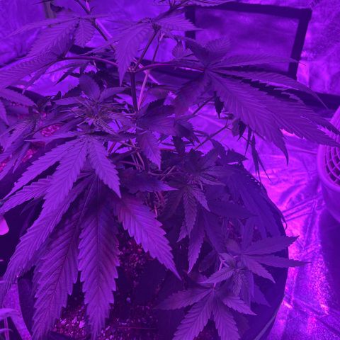 White widow growlog timeline photo