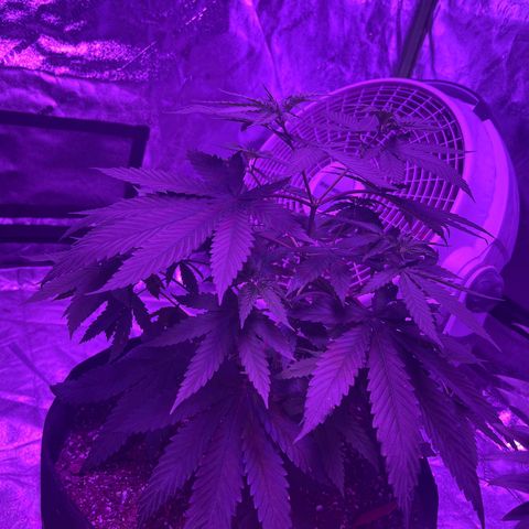 White widow growlog timeline photo