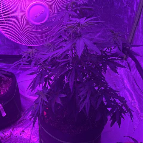 White widow growlog timeline photo