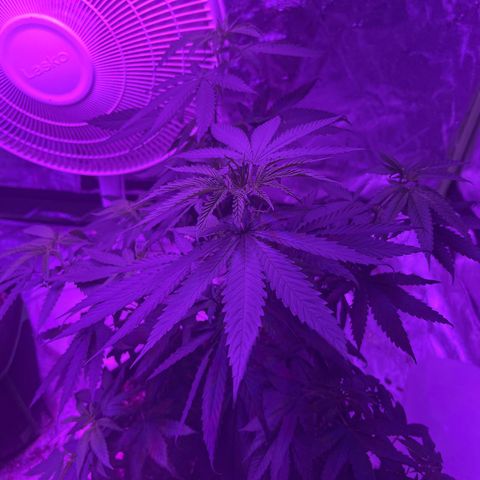 White widow growlog timeline photo