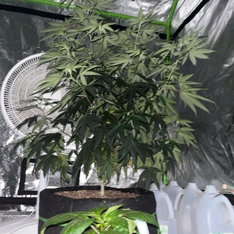 White widow growlog timeline photo