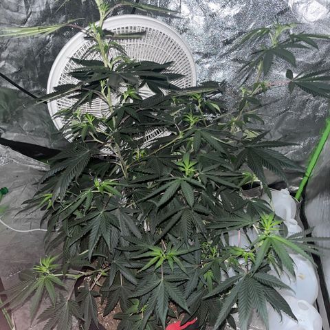 White widow growlog timeline photo