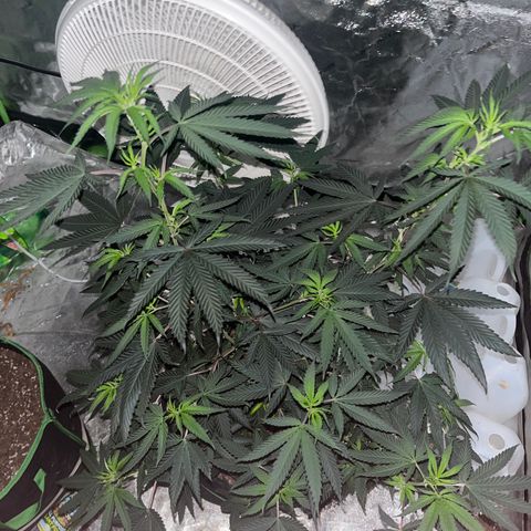 White widow growlog timeline photo