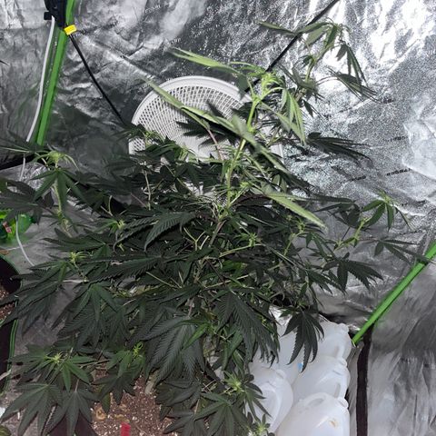 White widow growlog timeline photo