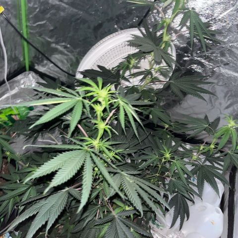 White widow growlog timeline photo