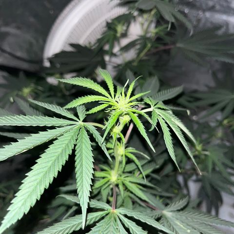 White widow growlog timeline photo