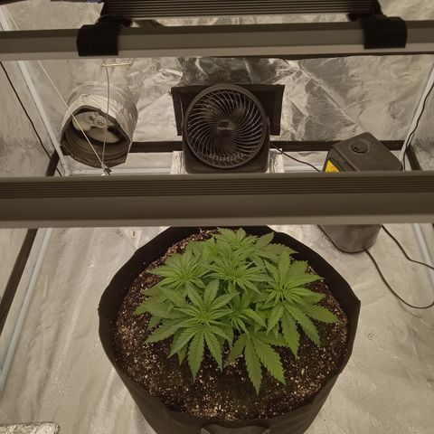 Sensi growlog photo: Looking good after minor clipping. Had to expose all the tops.